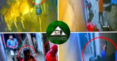 উল্লাপাড়ায় কোরবানির ঈদকে সামনে রেখে ছিনতাই-চাঁদাবাজি ও গরু চুরির হিড়িক
