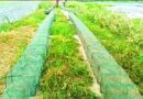 উল্লাপাড়ায় নিষিদ্ধ দুয়ারী জালের অবাধে ব্যবহার বন্ধ না হলে মাছের প্রজনন বাঁধা গ্রস্থ