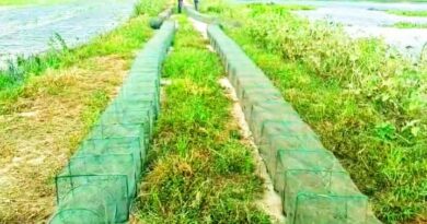 উল্লাপাড়ায় নিষিদ্ধ দুয়ারী জালের অবাধে ব্যবহার বন্ধ না হলে মাছের প্রজনন বাঁধা গ্রস্থ