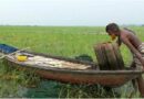 উল্লাপাড়ায় বন্যার পানির দেখা না মেলায় দেশী মাছের বংশ বিস্তার বাঁধা গ্রস্থ